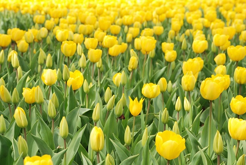 Large flowerbed of closely packed yellow and red tulips. Soft focus especially in background. Open and closed buds in foreground.