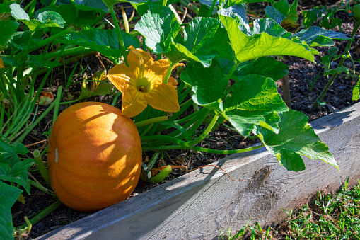 Close-up of a pumpkin plant, pumpkin, and yellow blossom growing in a raised bed garden.