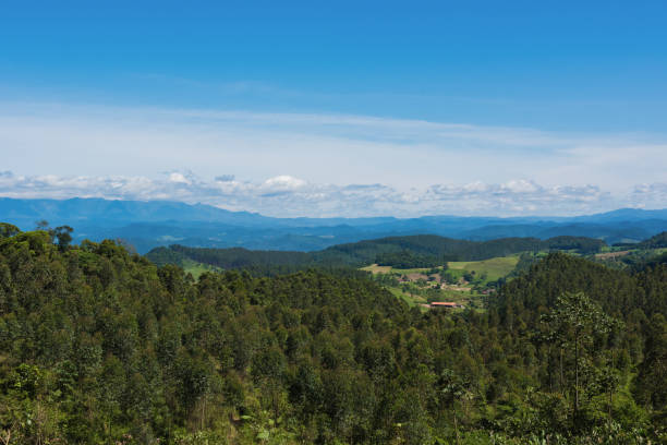 istock reforestation and extraction of eucalyptus wood. 1252419135