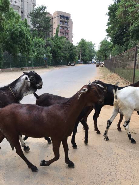 istock Goats crossing the road in a row 1252420318