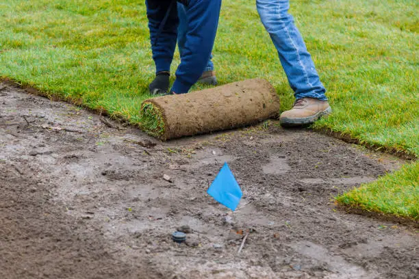 Applying rolled green grass with laying sod for new lawn applying turf rolls