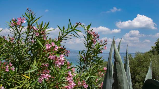 istock Tomelleri Park, Sirmione, Italy 1252420592