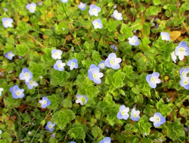 istock Plant background of small blue flowers (Veronica persica) 1252421834