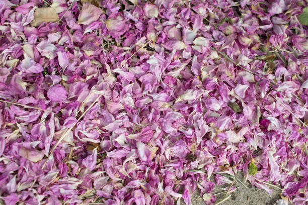 istock Fallen pink rose petals. Dried rose petals lie on the surface 1252422727