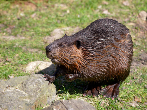 istock Closeup North American Beaver 1252422785