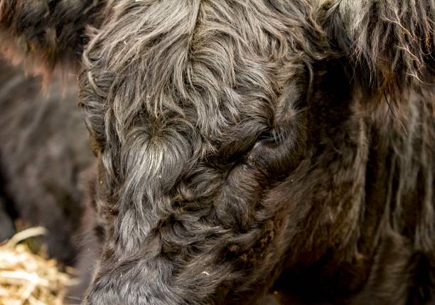 istock Black Angus Cow Close-Up. 1252422822