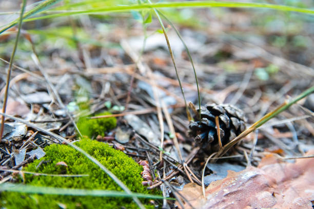 Ground in forest covered with coniferous needles and branches. Pine cones, twigs and needles on ground. Thicket ground covered by needles, soft selective focus. Woodland ecosystem. mclean county stock pictures, royalty-free photos & images