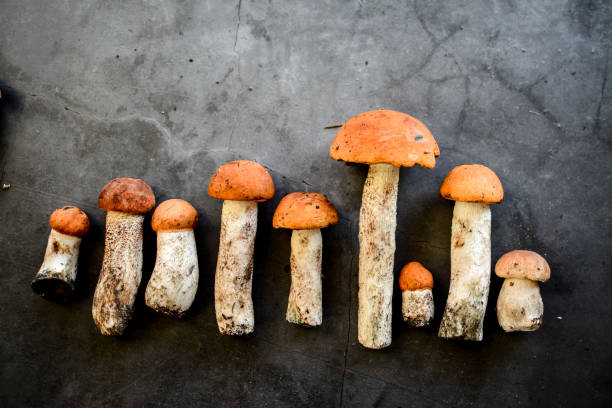 istock Tasteful raw mushrooms on dark background 1252423425
