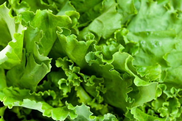 istock fresh lettuce green salad leaves close-up, vegetable 1252423515