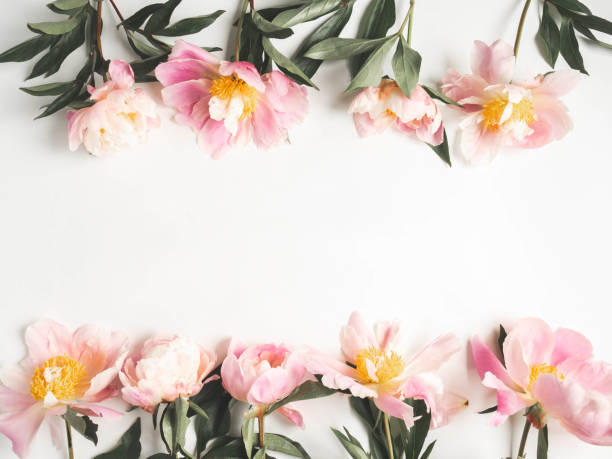 istock Pink peony frame isolated on white background and open space for text. Botany background. Top view 1252427808