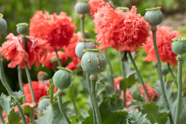 Opium poppy pods with opium latex ready to harvest