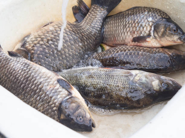 istock Freshly caught large river fish in a sink under running water 1252439281