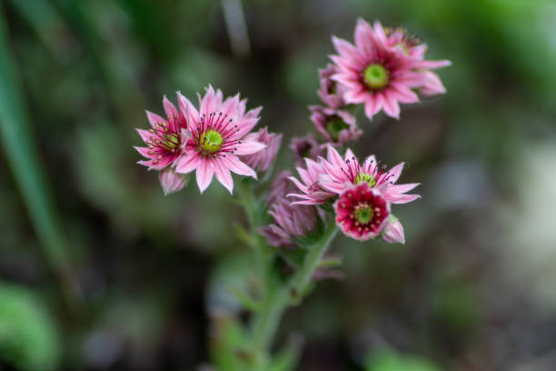istock Beautiful flower, plant in a park in Germany 1252439821