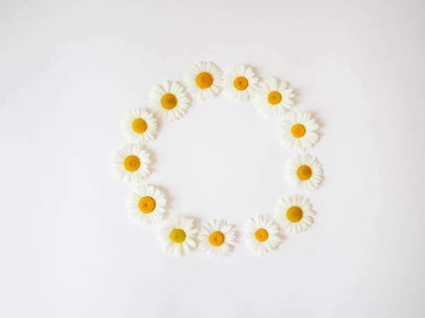 istock Flat lay spring and summer chamomile flowers round on a white background. Daisy pattern. Top view 1252439860