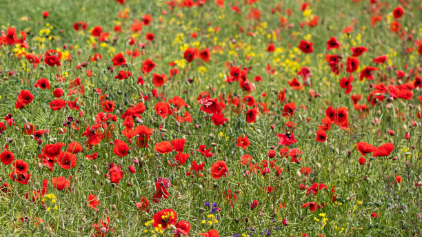 istock red poppy flowers in a field, banner 1252440421