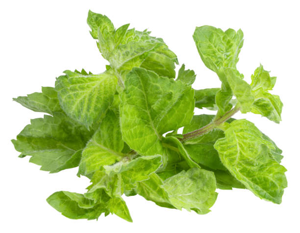 istock Fresh mint leaves isolated on white  background 1252440928