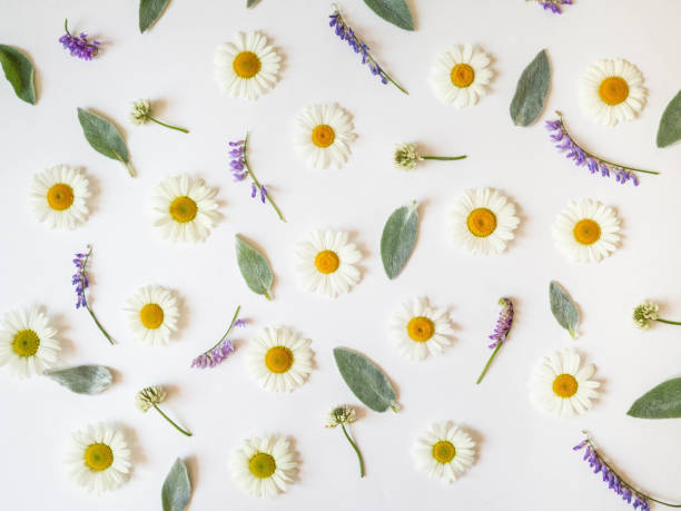 istock Flat lay spring and summer wild flowers on a white background. Flowers pattern. Top view 1252442050