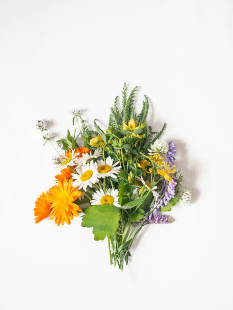 istock Bouquet of various fresh medicinal herbs on white background. Top view. Copy space 1252442727