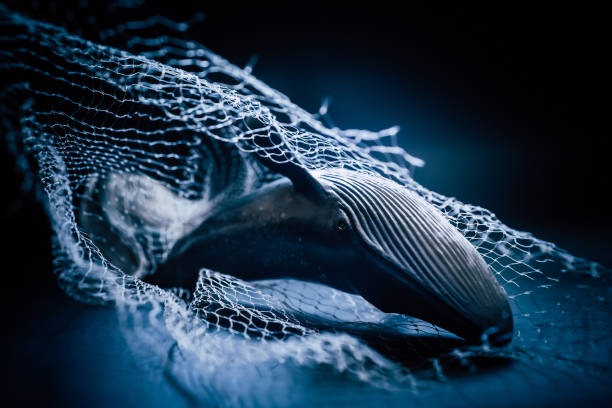 Humpback Whale trapped in discarded fishing nets concept Many whales, dolphins, sharks, turtles and other marine mammals often get caught and trapped in ghost nets each year. These damage discarded fishing gear has caused death to the marine lives. Lost or abandoned nets get caught in rocks and coral, and continue to trap wildlife - from fish to turtles, whales and dolphins. Estimated that between 600,000 to 800,000 tonnes of discarded fishing gear ends up in our oceans every year. This accounts for a large portion of the plastic waste in marine ecosystems. plastic marine life stock pictures, royalty-free photos & images