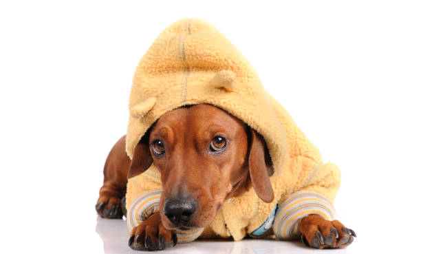 istock brown dachshund dog isolated over white background 1252442787