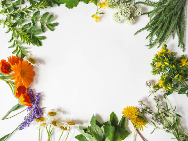 istock Frame of various fresh medicinal herbs - chamomile, tutsan, calendula, clover,yarrow on white background. Top view. Copy space 1252442849