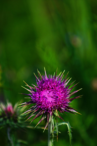 Bavaria, Germany. Close-up of  a thistle at a Wild flower meadow.