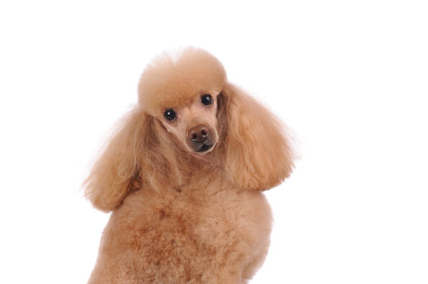 istock Little dog isolated over white background 1252442909