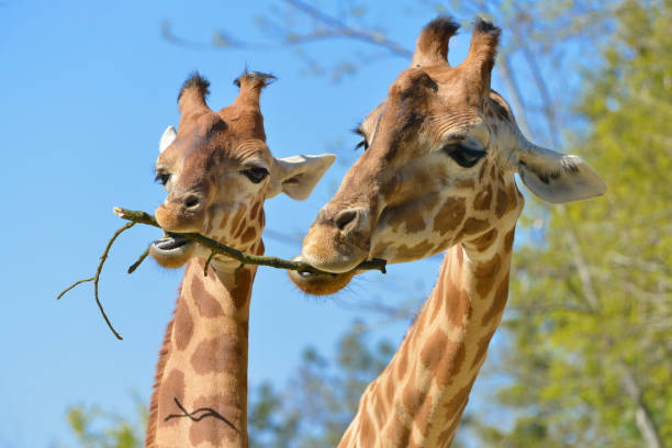 closeup of two giraffes eating a twig - giraffe two dimensional shape heavy horned imagens e fotografias de stock