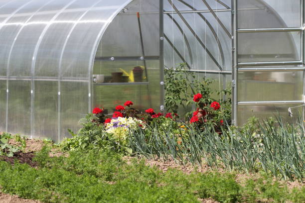 istock Greenhouse in back garden with open door 1252443859