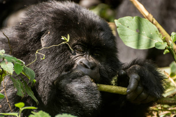 istock Gorillas in Virunga National Park, R.D. Congo 1252443977