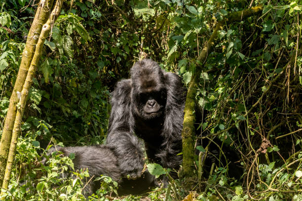 istock Gorillas in Virunga National Park, R.D. Congo 1252444037