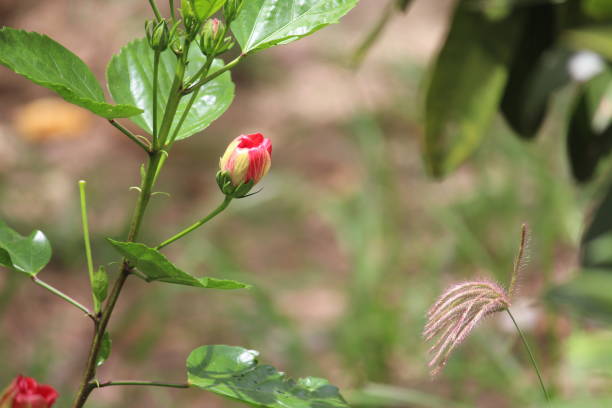 istock Scene of a red hibiscus and grass 1252445275