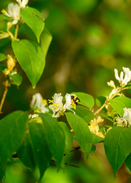 istock Bee Pollinating Honeysuckle #3, Lily Pond County Park, NY. 1252448127