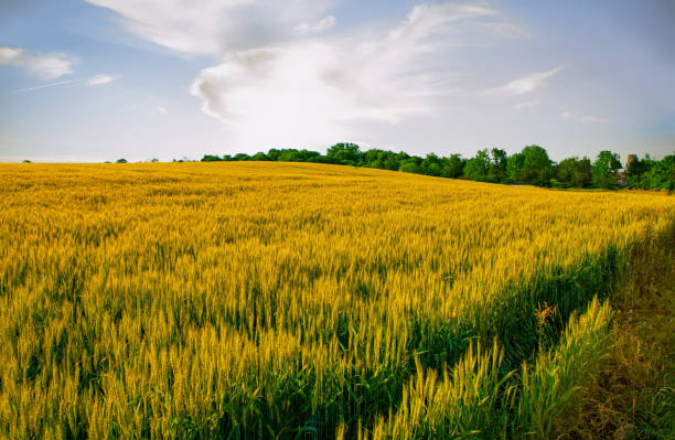 istock Spring wheat field at Sunrise-Hamilton County Indiana 1252448202
