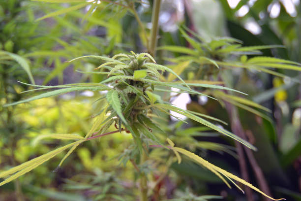 marijuana pistil in close up
