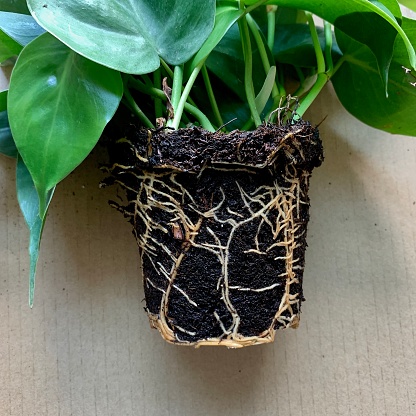 Root bound Philodendron