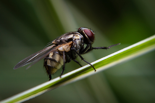 Macro shot a fly resting on the grass