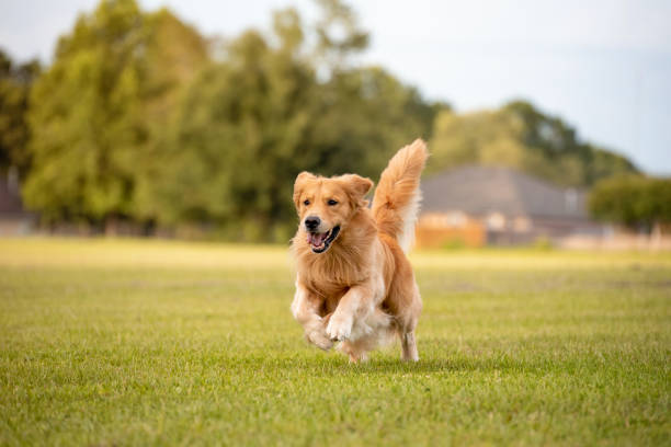 golden retriever dog - playing photos et images de collection