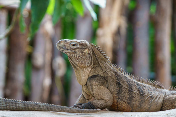 istock Portrait of an iguana 1252457377