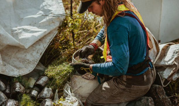 istock Forester filling his bag with new saplings 1252459023