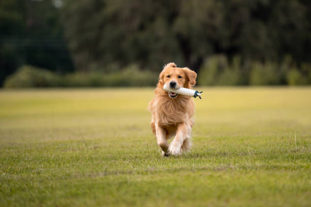 istock Golden Retriever Dog 1252459219