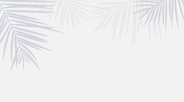 illustrazioni stock, clip art, cartoni animati e icone di tendenza di ombra vettoriale da foglie di palma tropicale sul pavimento bianco. luogo di lavoro e relax in spiaggia - foglia di palmo