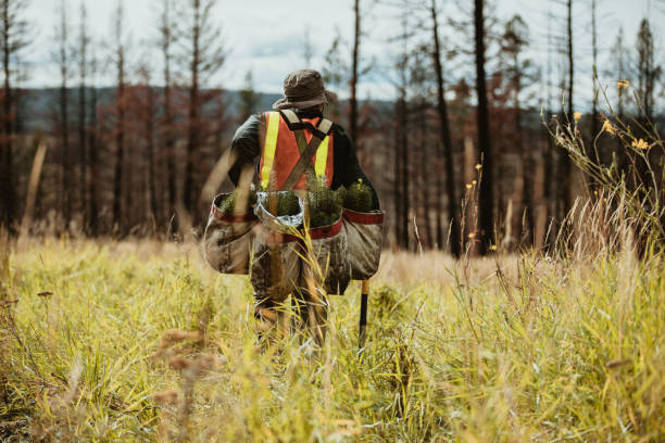 istock Ranger working in forest for sustainable afforestation 1252460449