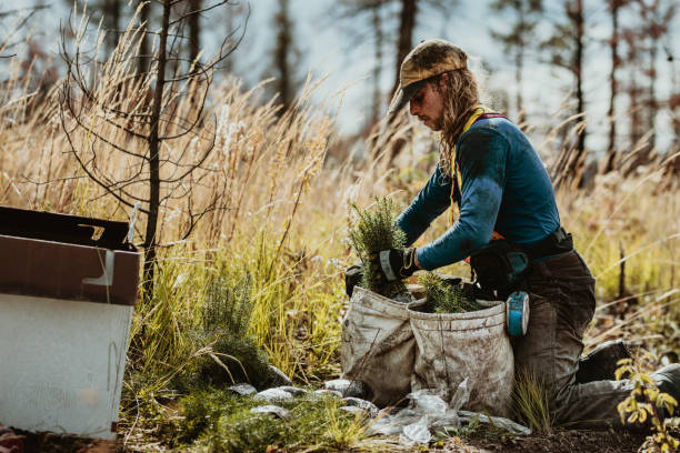 istock Ranger working on sustainable reforestation 1252460491
