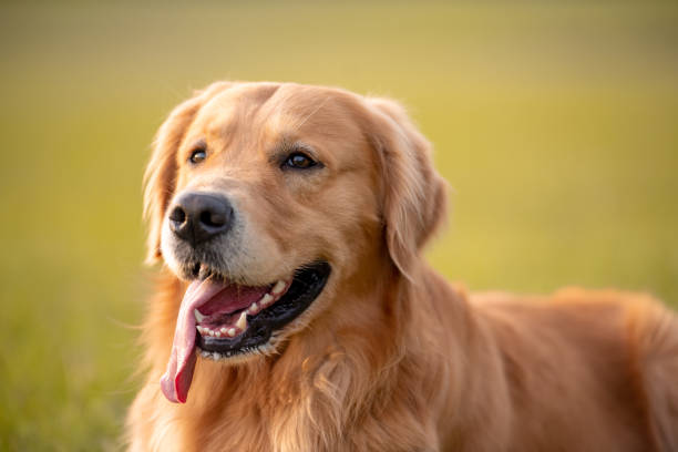 istock Golden Retriever Dog 1252460735