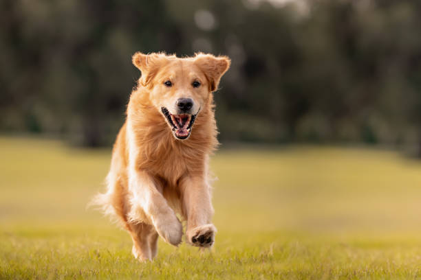 istock Golden Retriever Dog 1252460847
