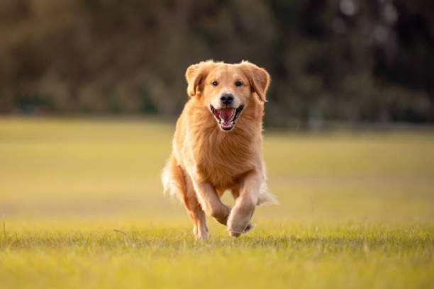 istock Golden Retriever Dog 1252460981