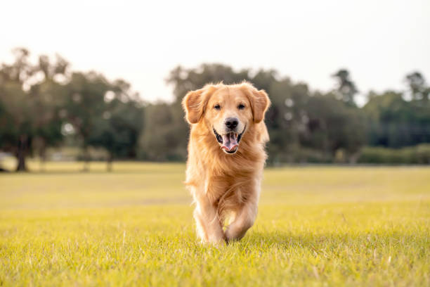 istock Golden Retriever Dog 1252462289