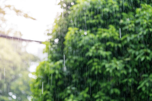 istock Rain in the daytime with soft focus background green trees 1252462295