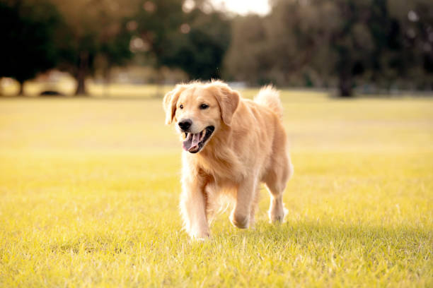 istock Golden Retriever Dog 1252463499
